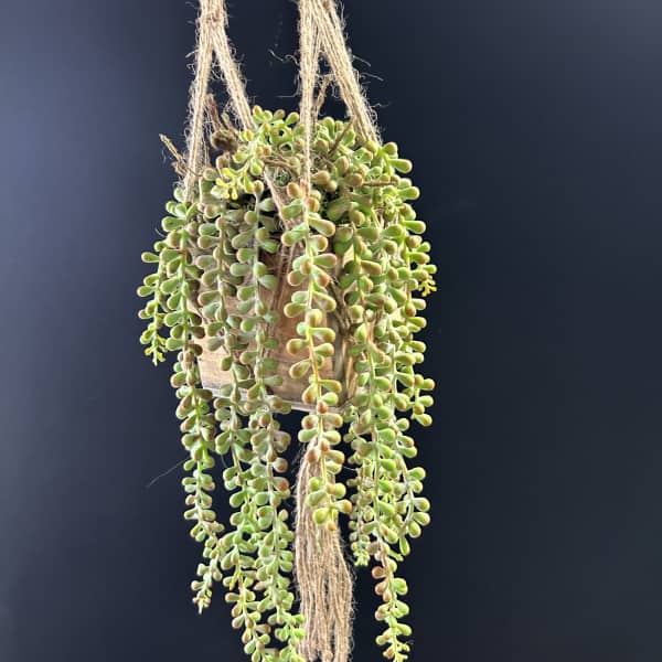 Faux String of Pearls