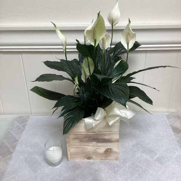 White peace lilies in a wooden box with a white ribbon