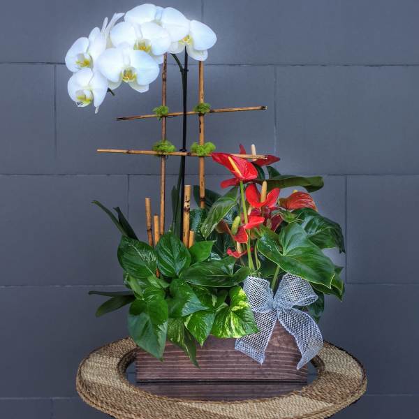 White orchids and red anthuriums in a wooden planter with a ribbon bow