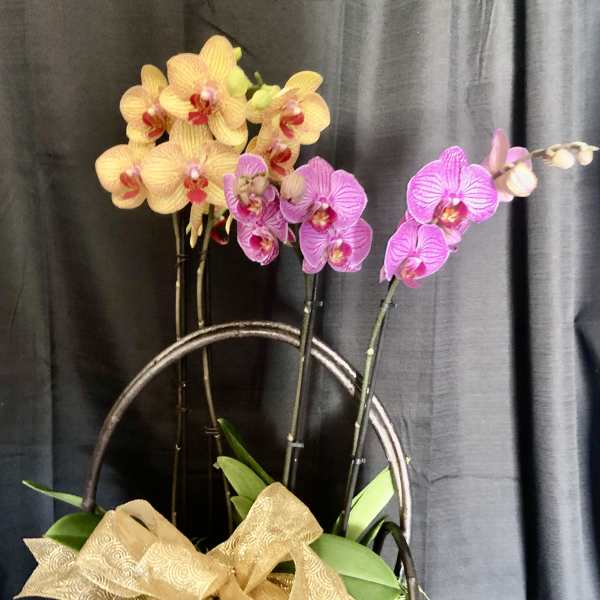 Orchid arrangement in a basket with a gold ribbon