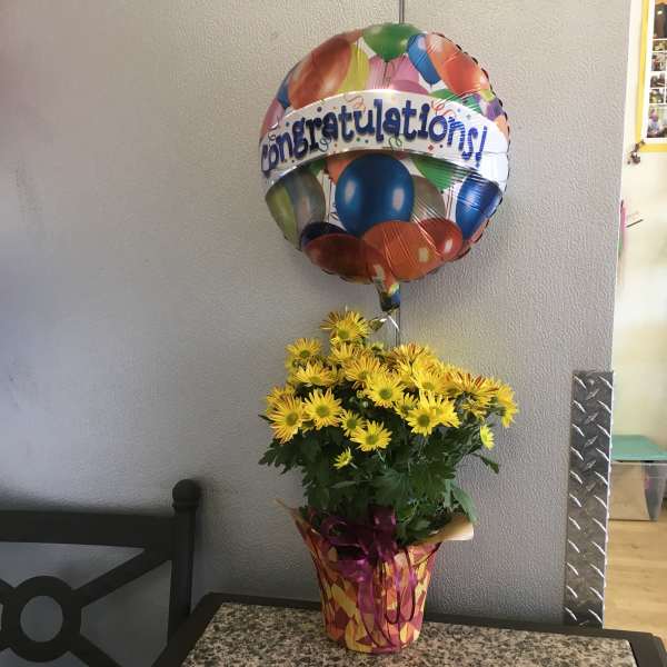 Yellow Daisy Plant - Congrats