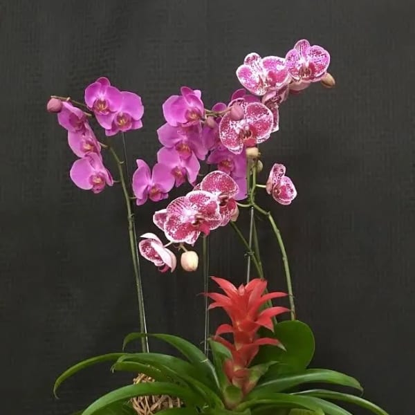 Pink orchids arranged in a black square planter with a red bromeliad