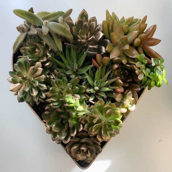 Scottsdale succulent heart