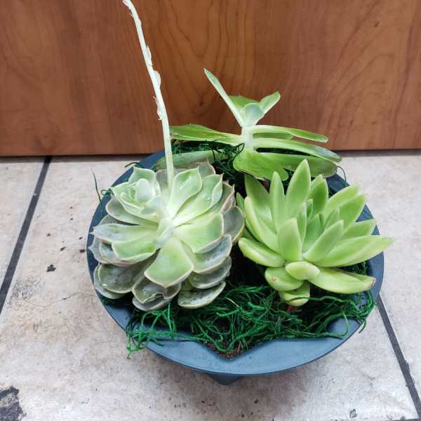 Potted succulent arrangement with three rosette plants and a tall flower stalk