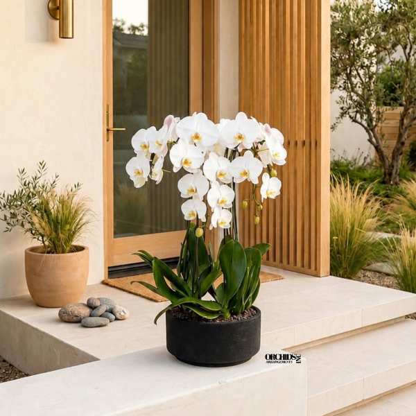 White Phalaenopsis Orchid Arrangement – 6 Stem Premium Gift