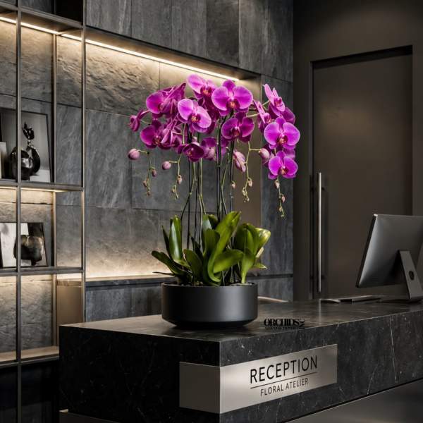 Purple Phalaenopsis Orchid – Same Day Orchid Delivery