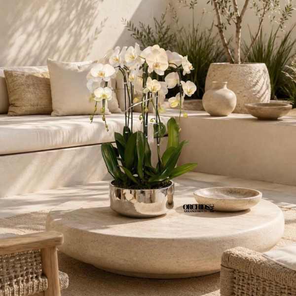 White orchids in a metallic pot on a low stone table