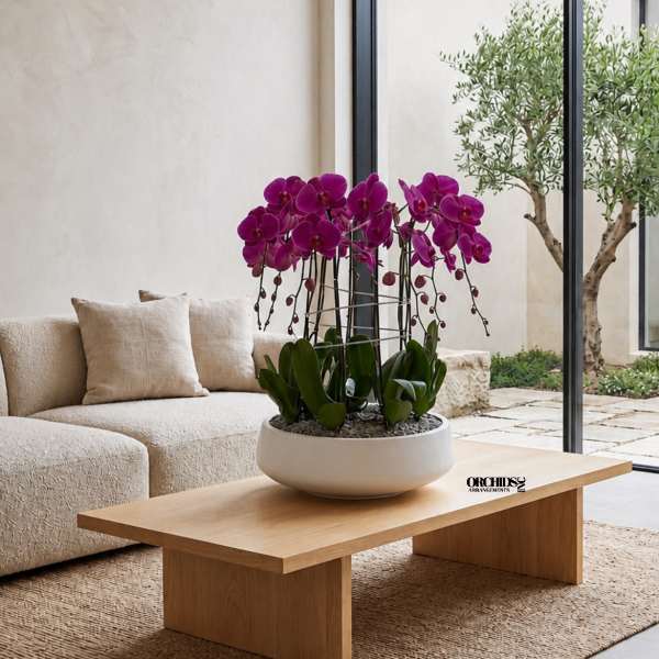 Potted purple orchids in a white bowl planter on a wooden table