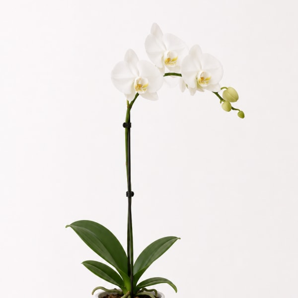 White orchid plant in a white pot