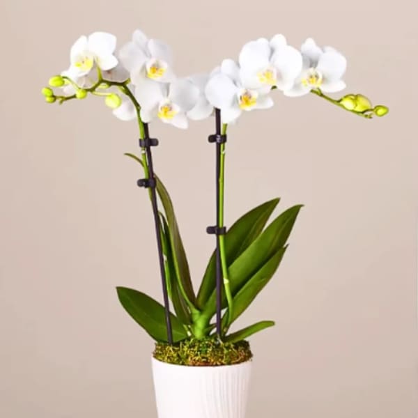 White orchid plant in a white pot with support stakes