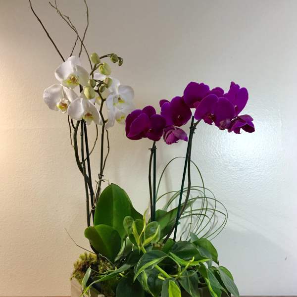 Orchid arrangement in a wooden box with white and purple blooms