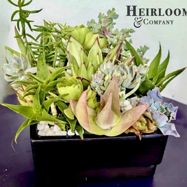Succulent arrangement in a black rectangular planter with mixed green rosettes