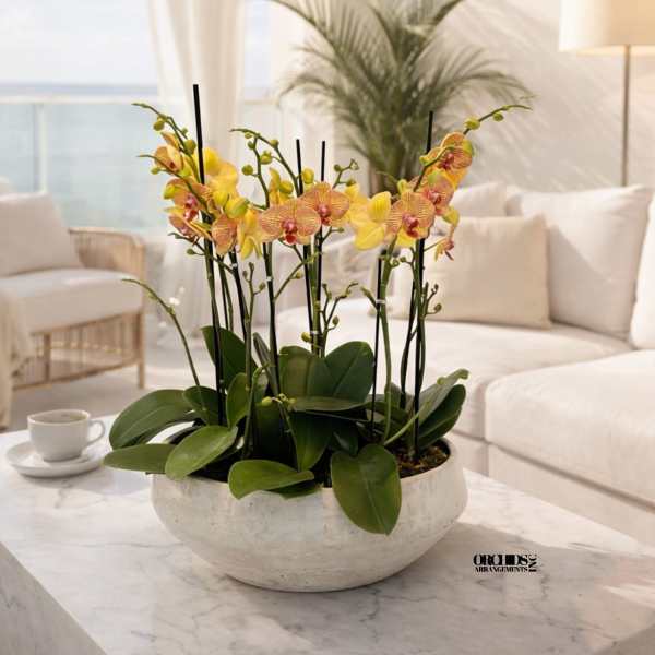 Peach Phalaenopsis Orchid Arrangement – 7 Stem Contemporary Arrangement