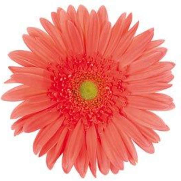 Single coral gerbera daisy on a white background