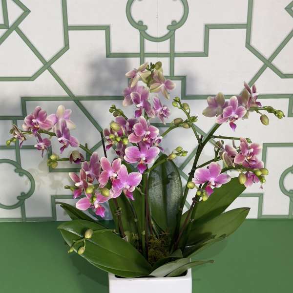 Pink orchid plant in a white square pot