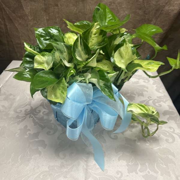 Pothos Plant