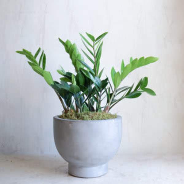 Potted green plant in a light gray ceramic planter