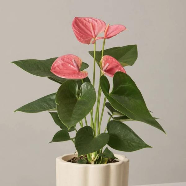 Pink anthurium plant in a cream ceramic pot