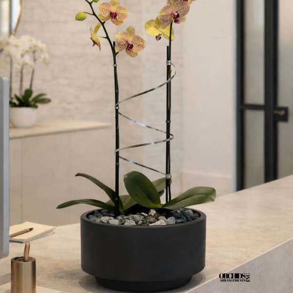 Peach Phalaenopsis Orchid Arrangement – Double Stem Contemporary Arrangement