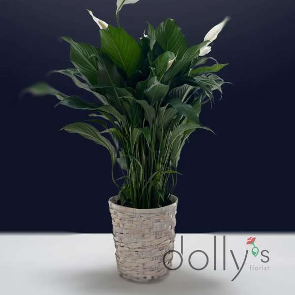 Potted peace lily in a woven basket planter