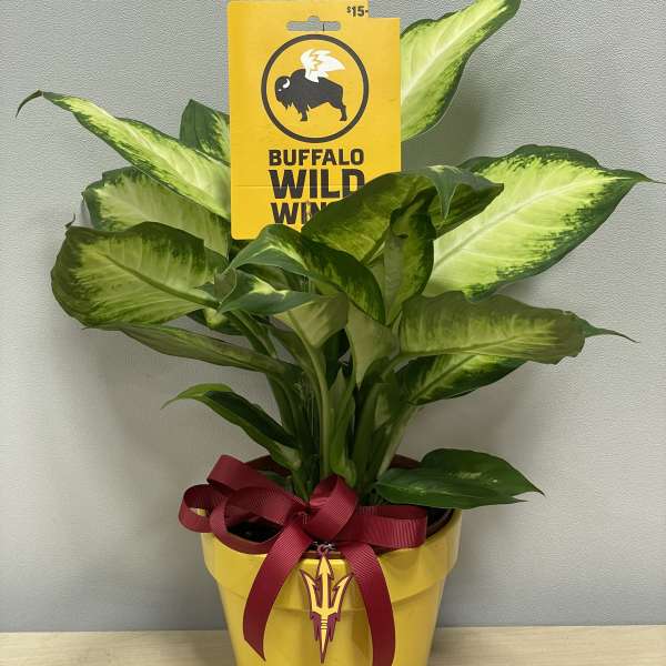 ASU Plant & BWW