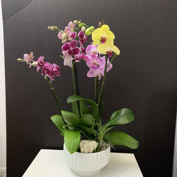 Potted orchids with pink, purple, and yellow blooms in a white ceramic planter