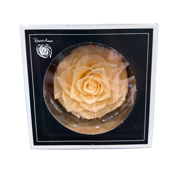 Cream Preserved Rose