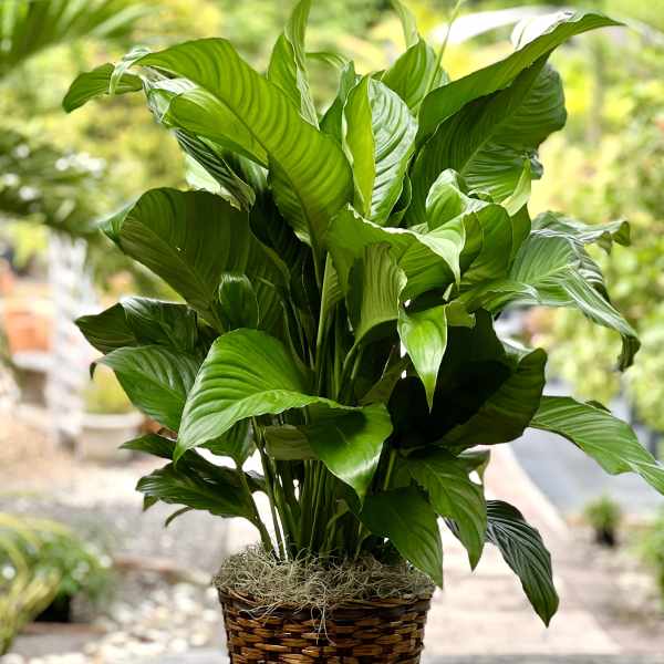 Potted green houseplant in a woven basket planter