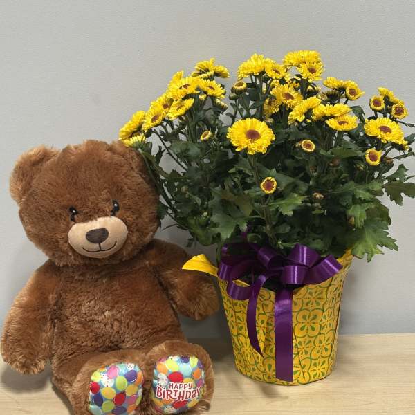 Daisy Plant & Birthday Bear