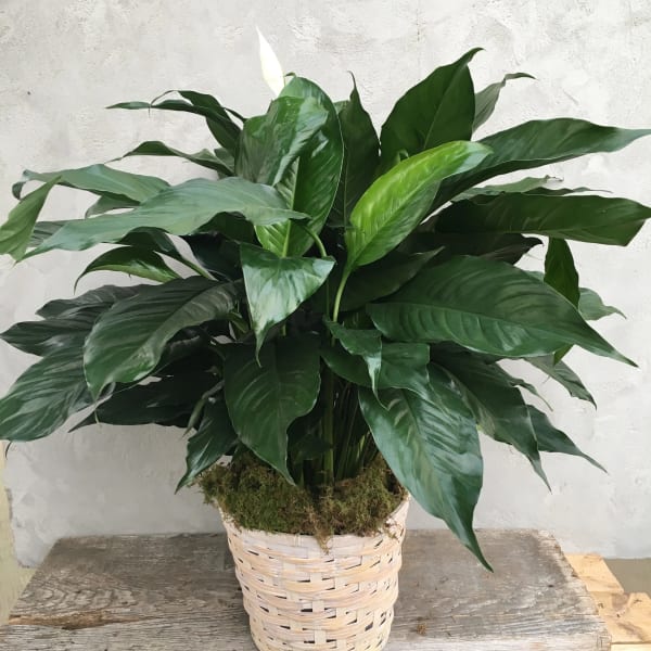 Potted peace lily plant in a woven basket