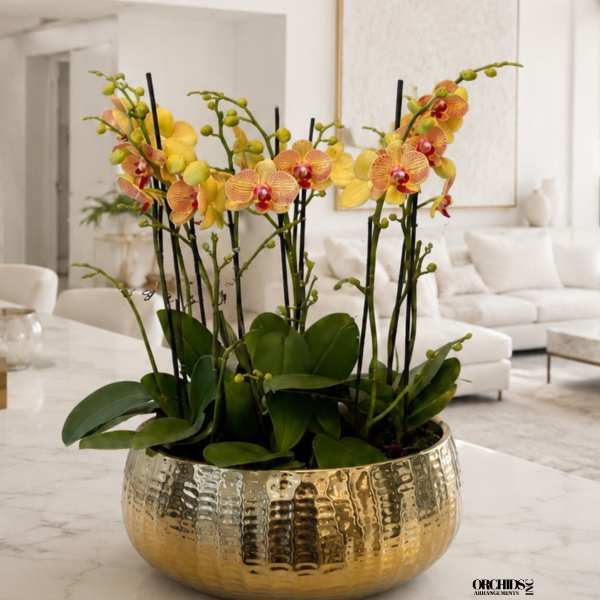 Peach Phalaenopsis Orchid Arrangement – 9 Stem Designer Arrangement