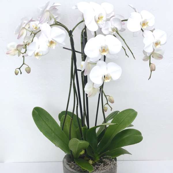 White orchid plant in a gray pot