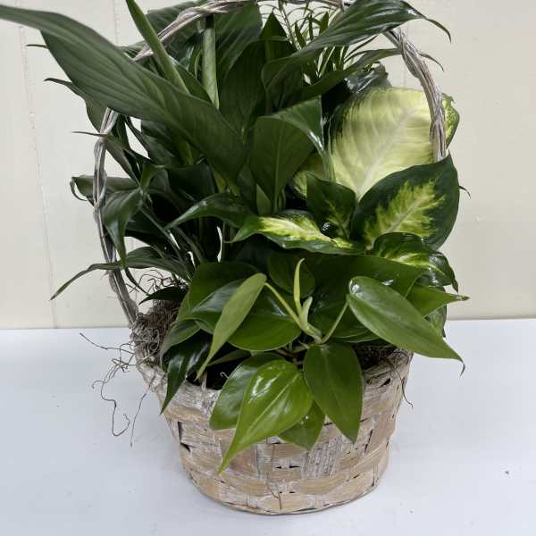 Basket of assorted green houseplants with glossy leaves