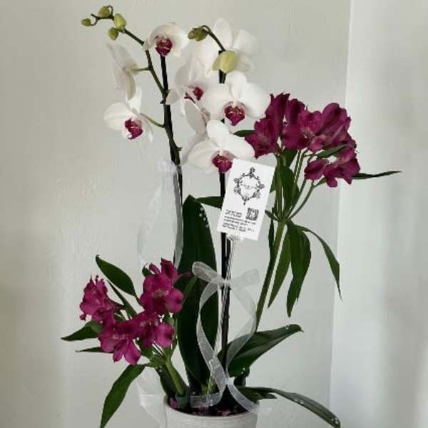 White and magenta orchids in a white pot with ribbon