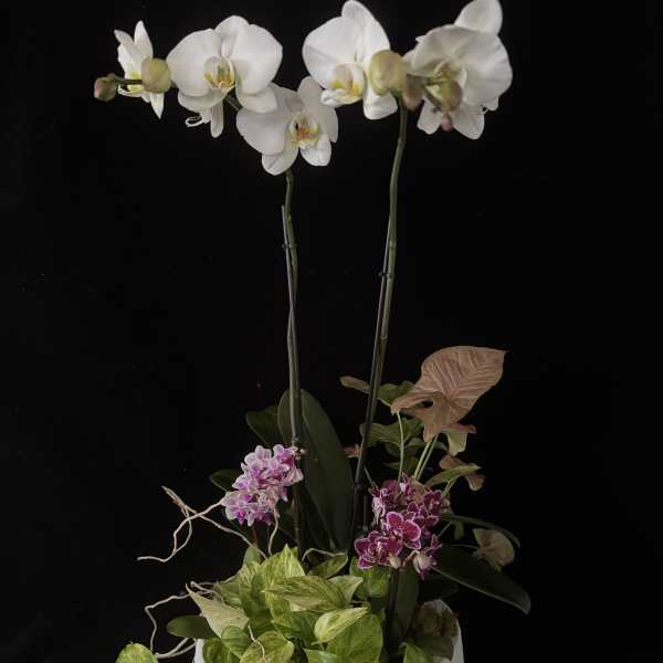 Large Orchid Dish Garden