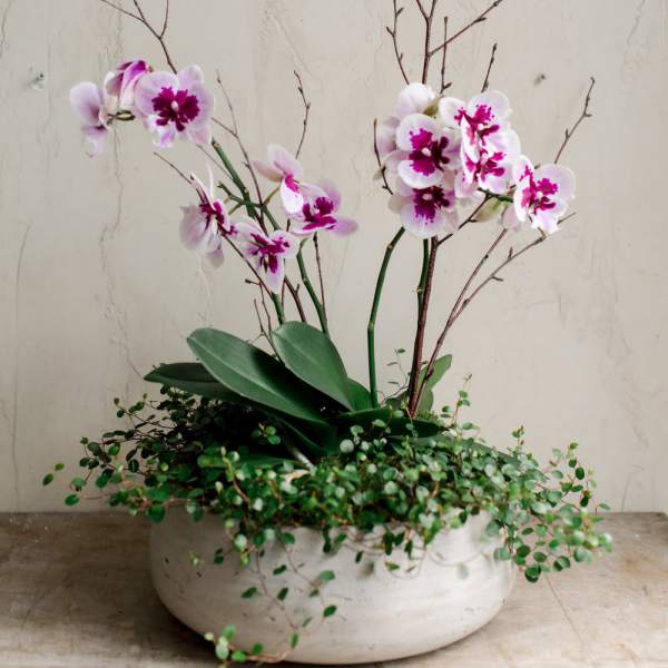 Potted orchid arrangement with pink-and-white blooms in a low ceramic bowl