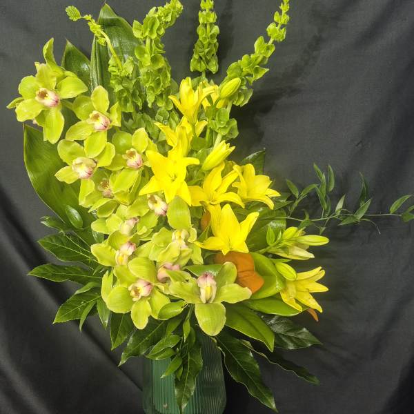 Cymbidium Orchid Breeze