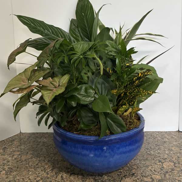 10 inch Dish Garden