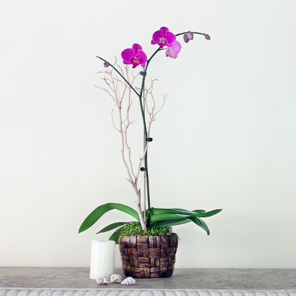 Potted orchid with purple blooms in a woven basket planter