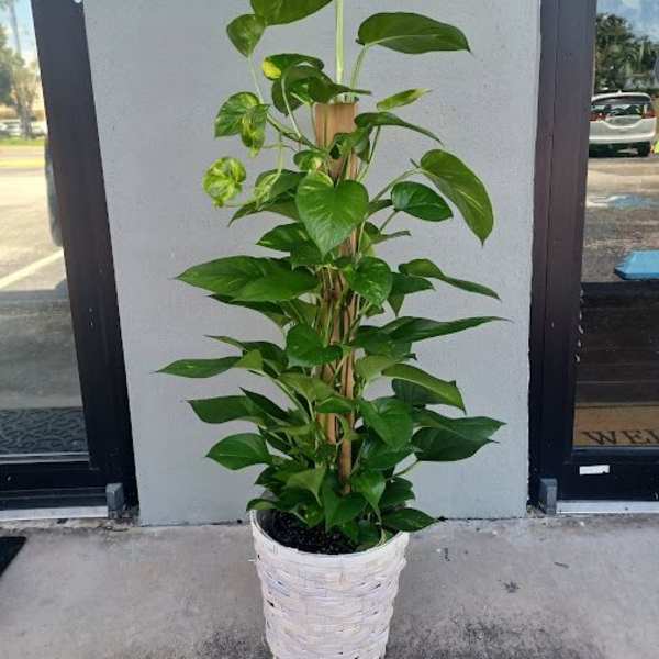 Tall potted green houseplant in a white woven basket planter