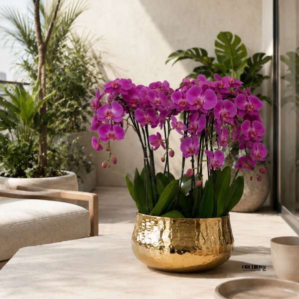 Purple Phalaenopsis Orchid Arrangement – 11 Stem Exclusive Design