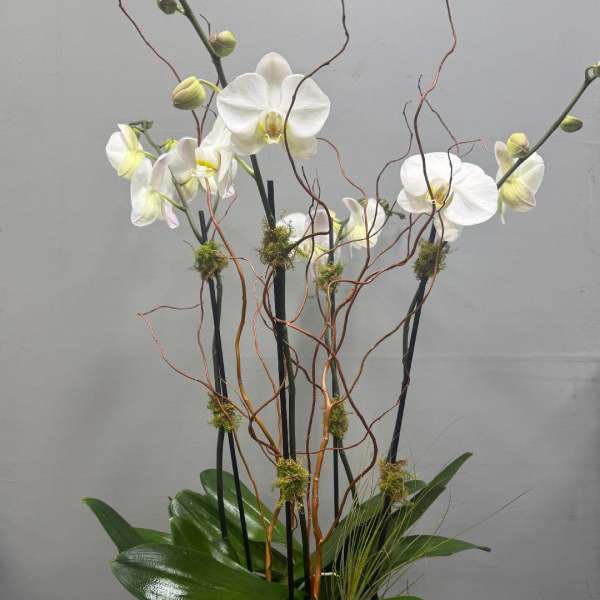 White orchids in a blue ceramic vase with curly branches