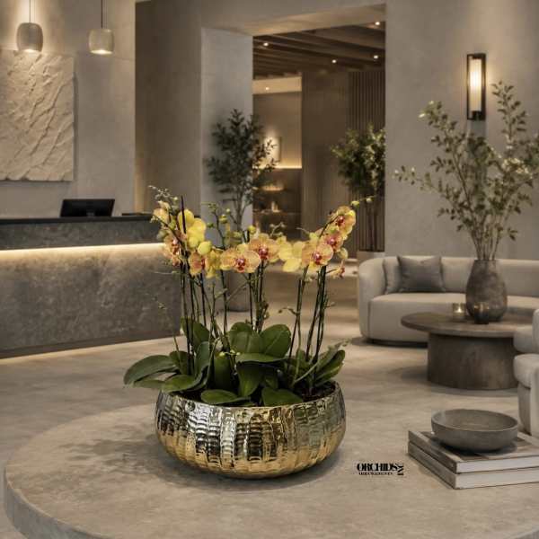 Peach Phalaenopsis Orchid Arrangement – 7 Stem Designer Arrangement