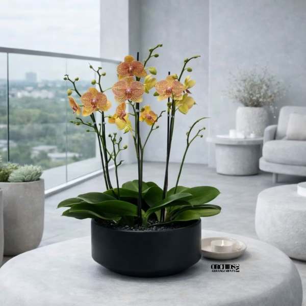 Peach Phalaenopsis Orchid Arrangement – 4 Stem Contemporary Arrangement