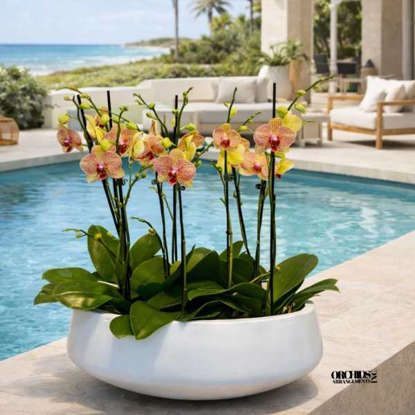 Orchid arrangement in a white bowl planter by a pool