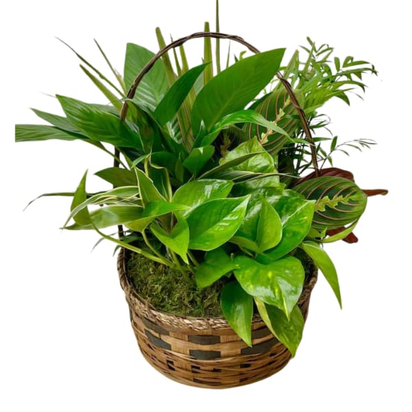 Basket of assorted green houseplants in a woven basket