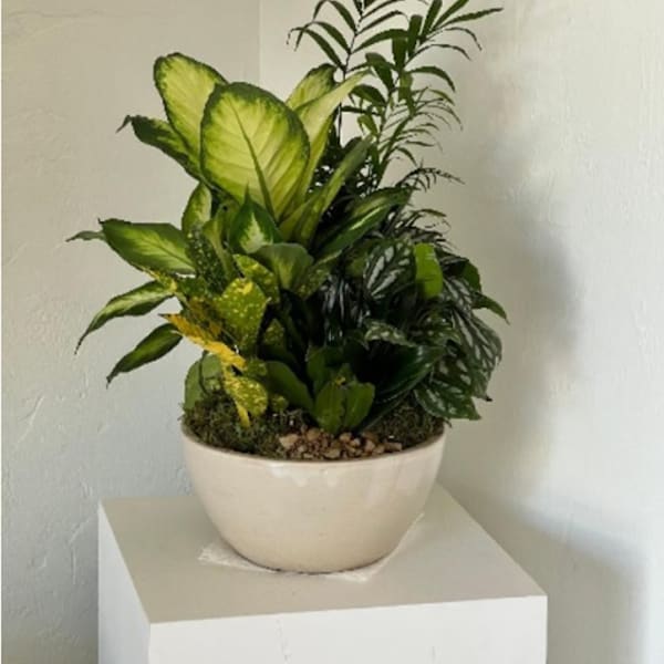 Potted tropical foliage arrangement in a white bowl planter