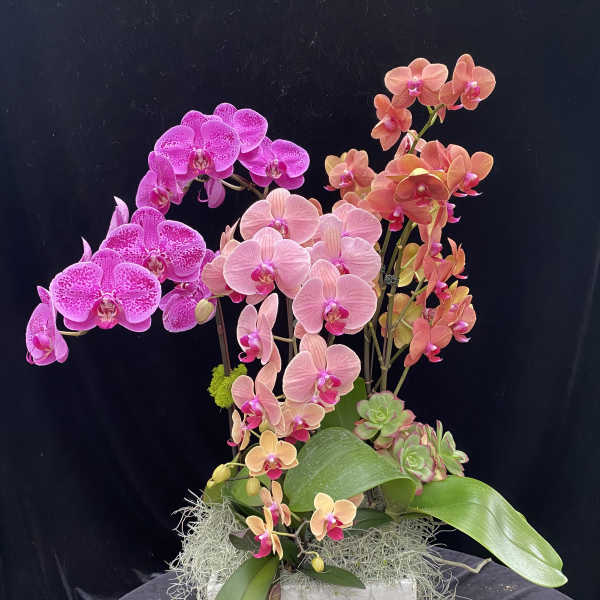 Pink and peach orchids arranged in a white planter with succulents