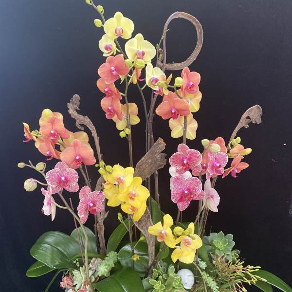 Colorful orchid arrangement in a wooden planter with succulents