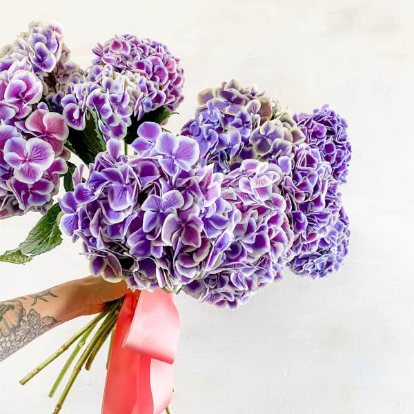 Bouquet of purple hydrangeas tied with a pink ribbon